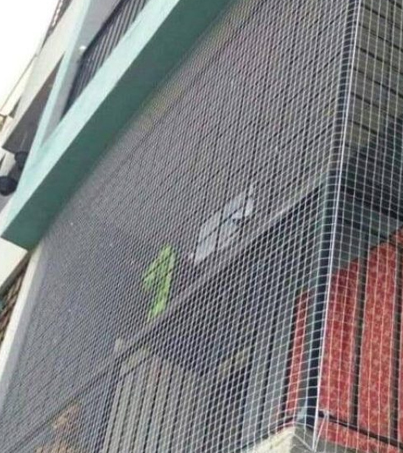 Pigeon Net